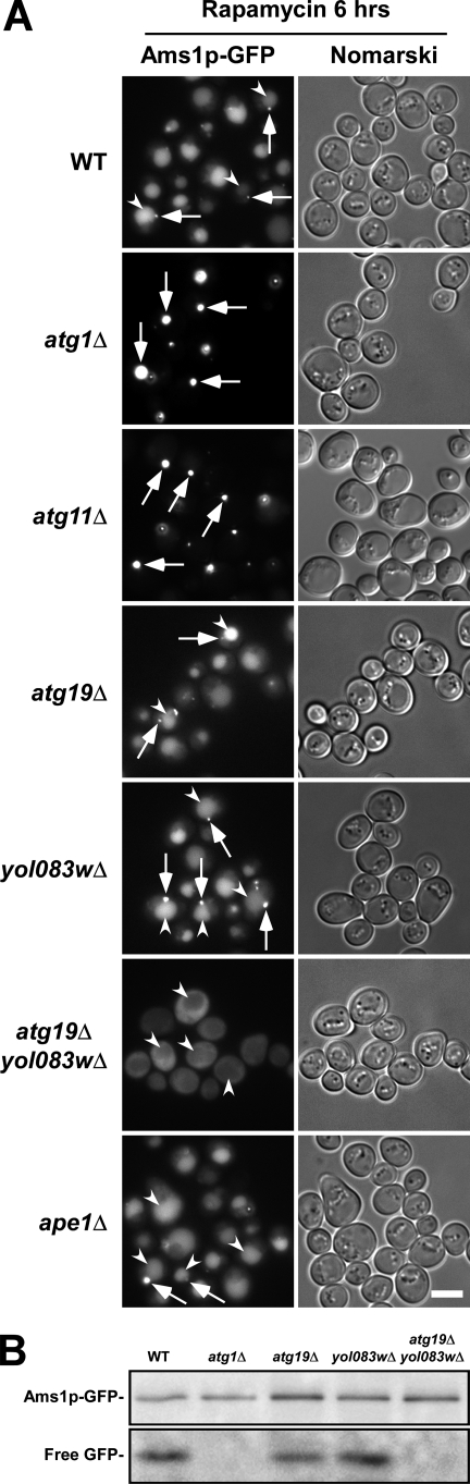 FIGURE 1.