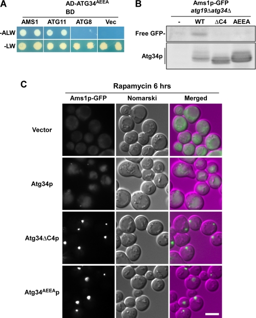 FIGURE 4.