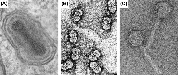 Figure 2.10