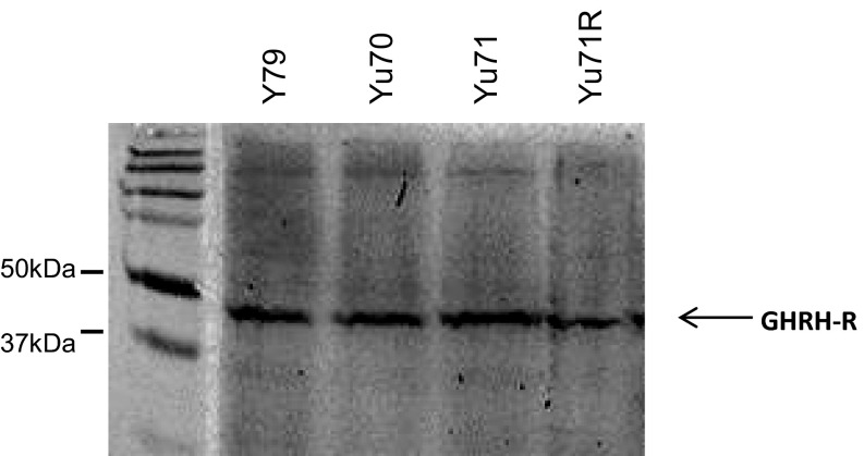 Fig. S1.