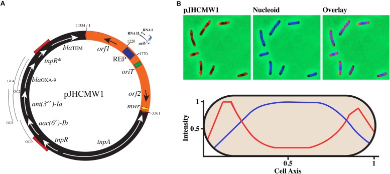 FIGURE 1