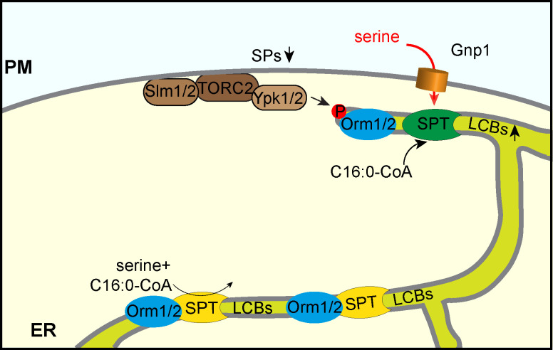 Fig 7