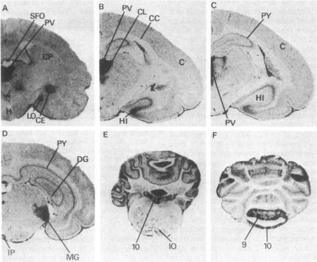 graphic file with name pnas00305-0190-a.jpg