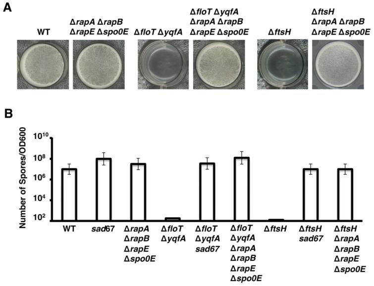 Fig. 7