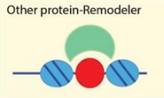 graphic file with name genes-06-00299-i005.jpg