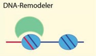 graphic file with name genes-06-00299-i001.jpg