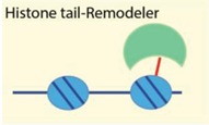 graphic file with name genes-06-00299-i003.jpg