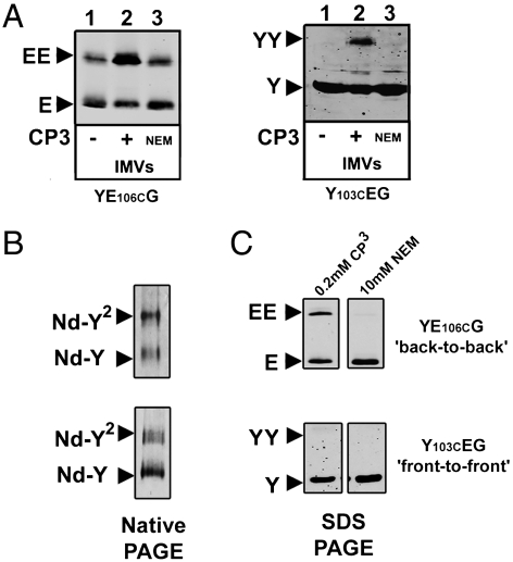 Fig. 5.