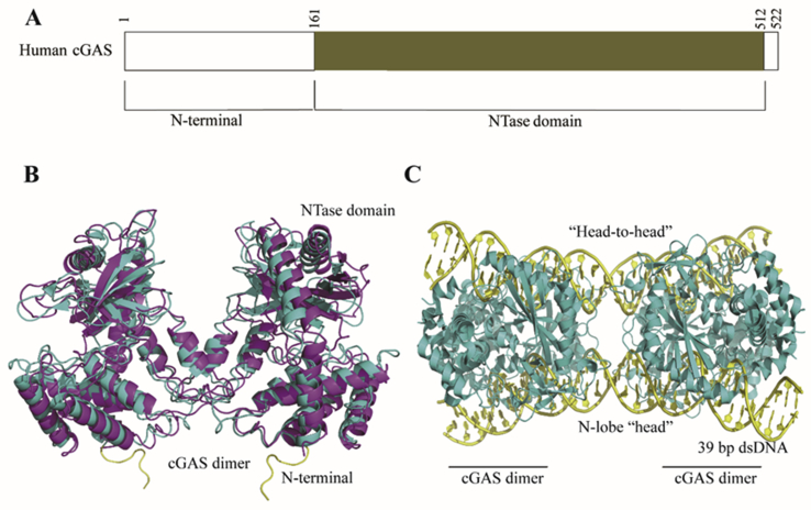 Figure 2