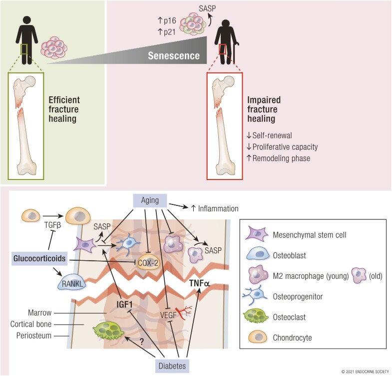 Graphical Abstract