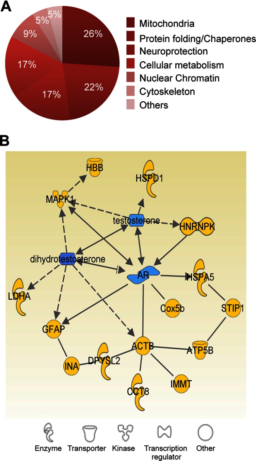 Figure 5A is a pie chart showing the proportion of mitochondria (26 percent), protein folding or chaperones (22 percent), neuroprotection (17 percent), cellular metabolism (17 percent), nuclear chromatin (9 percent), cytoskeleton (5 percent), and others (5 percent). Figure 5B is an ingenuity pathway analysis.