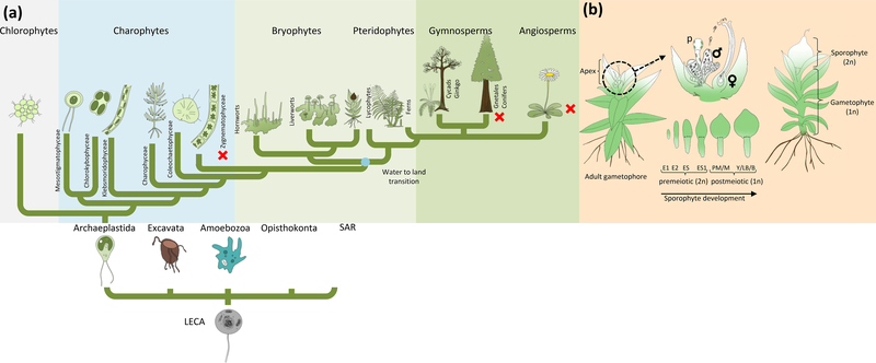 Figure 1: