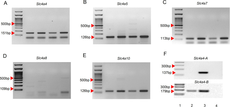 Figure 3—figure supplement 1.