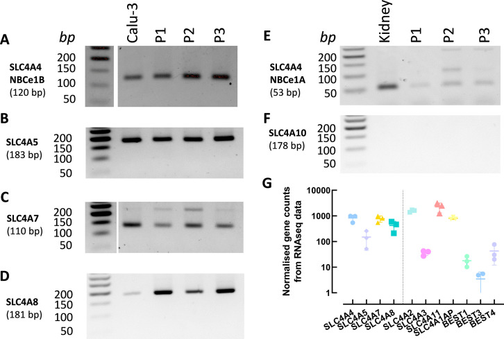 Figure 1—figure supplement 1.