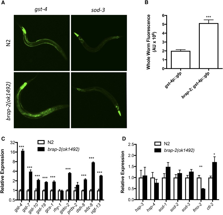 The Oxidative Stress Response in Caenorhabditis elegans Requires the ...