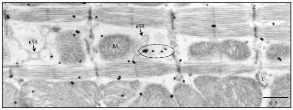 Fig. 5