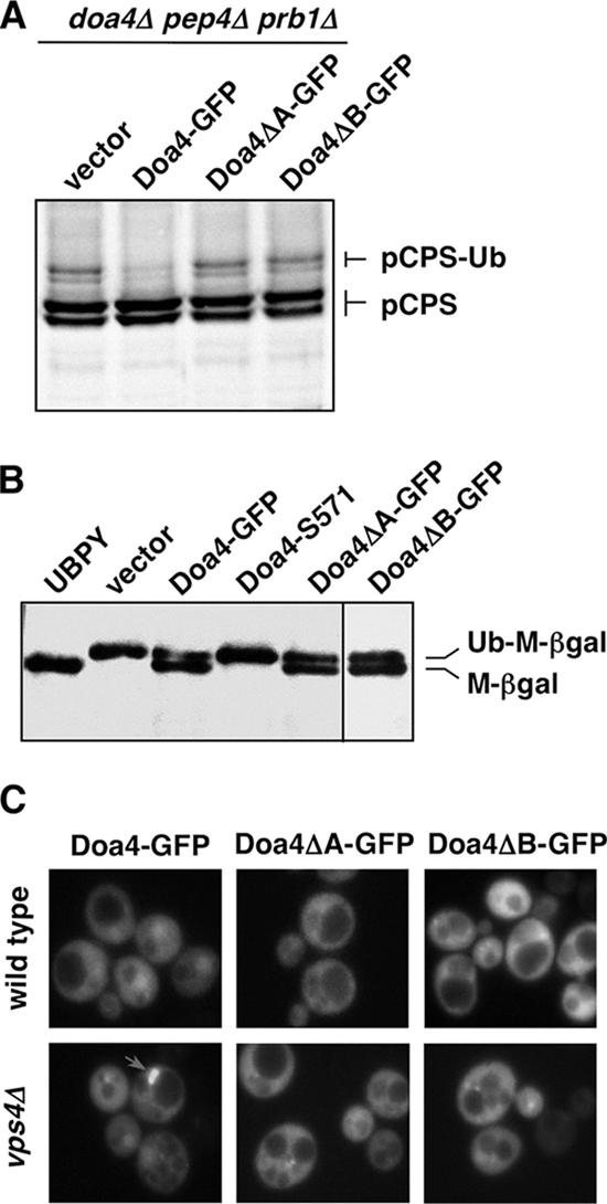 Figure 5.