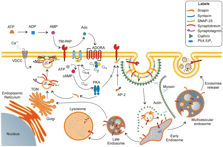 Figure 7