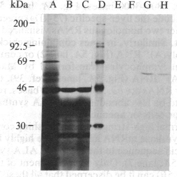 graphic file with name pnas00351-0181-a.jpg