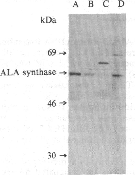 graphic file with name pnas00351-0179-a.jpg