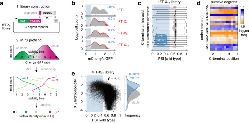 Orphan Quality Control By An Scf Ubiquitin Ligase Directed To Pervasive 