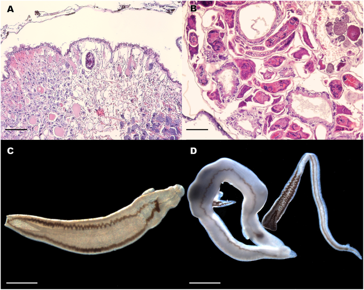 Fig. 4