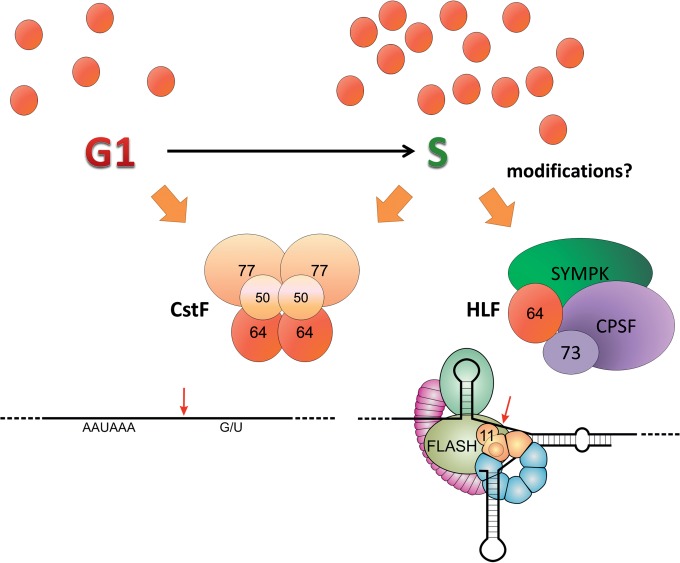 FIG 8