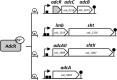 FIG 1