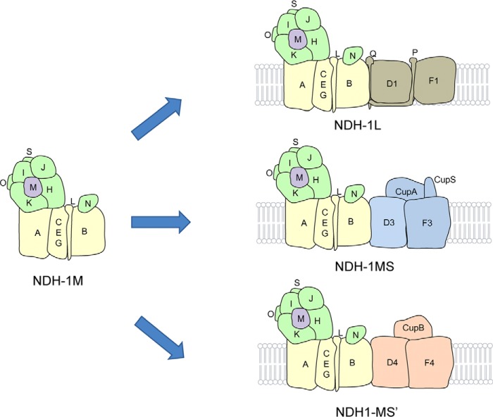 FIGURE 7.