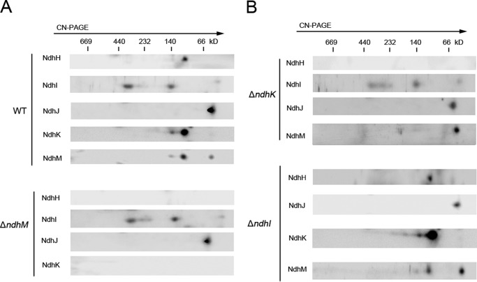 FIGURE 4.