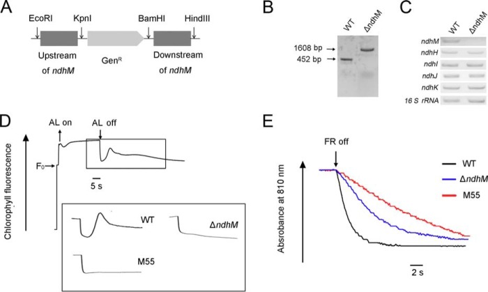 FIGURE 1.