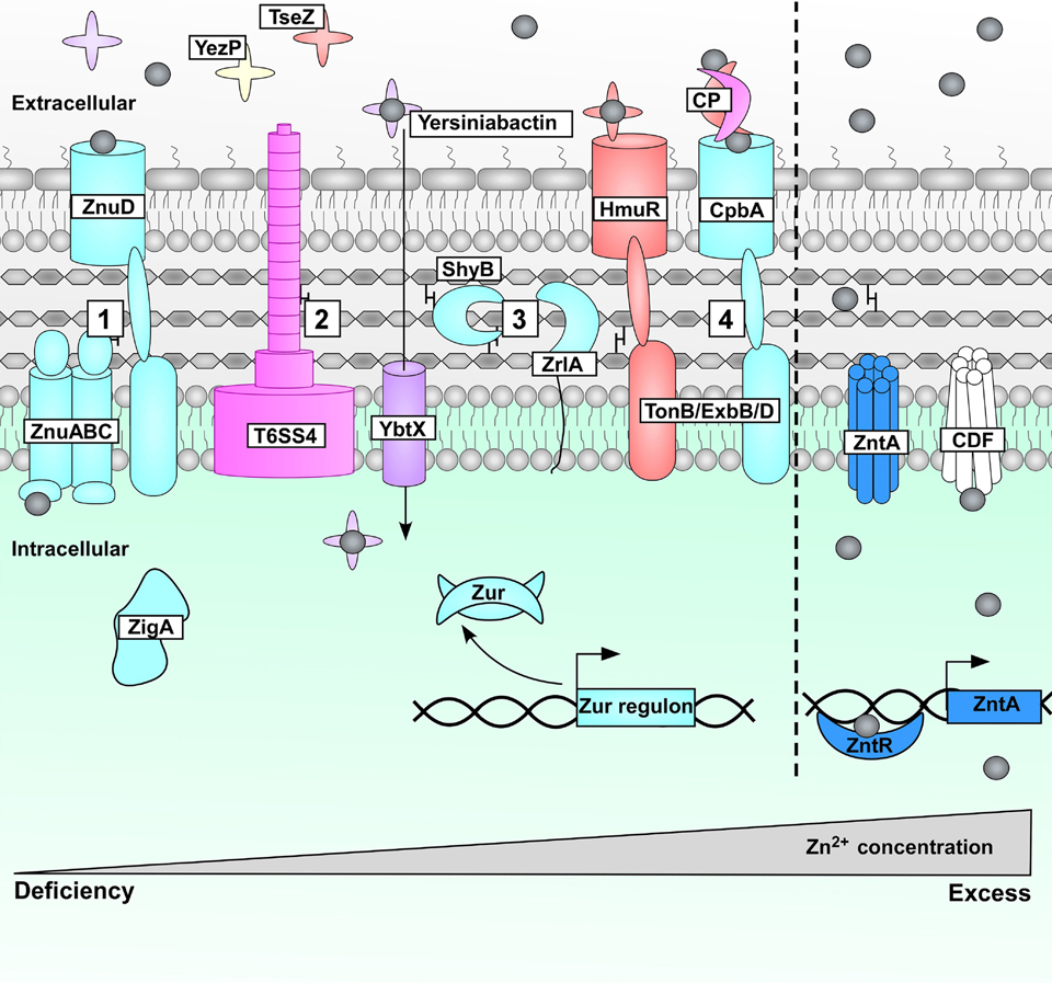 Figure 4.