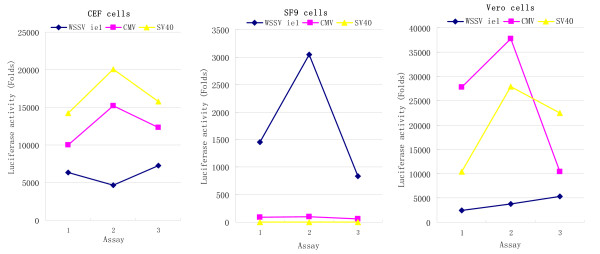 WSSV ie1 promoter is more efficient than CMV promoter to express H5 ...