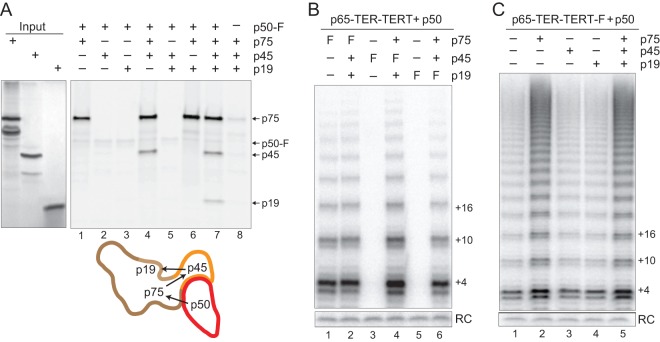 Fig 2