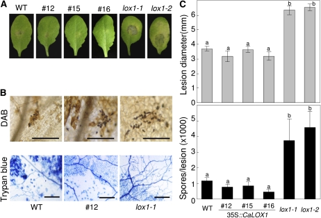 Figure 11.