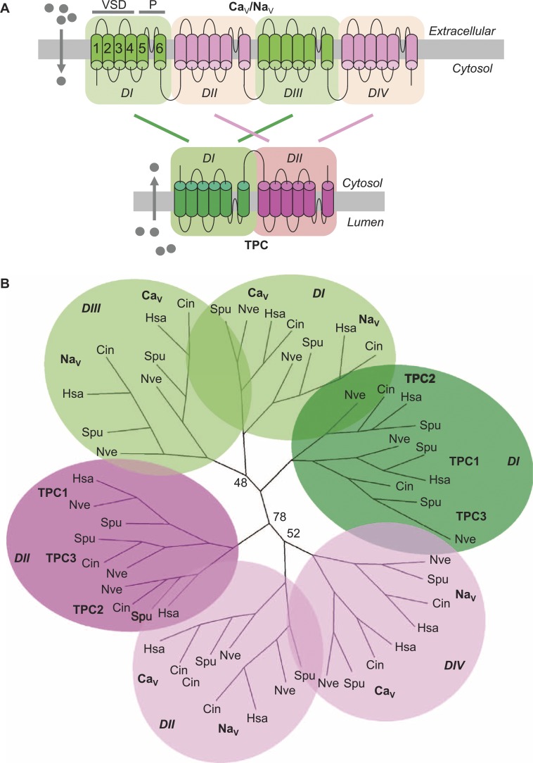 graphic file with name JGP_201411340_Fig2.jpg