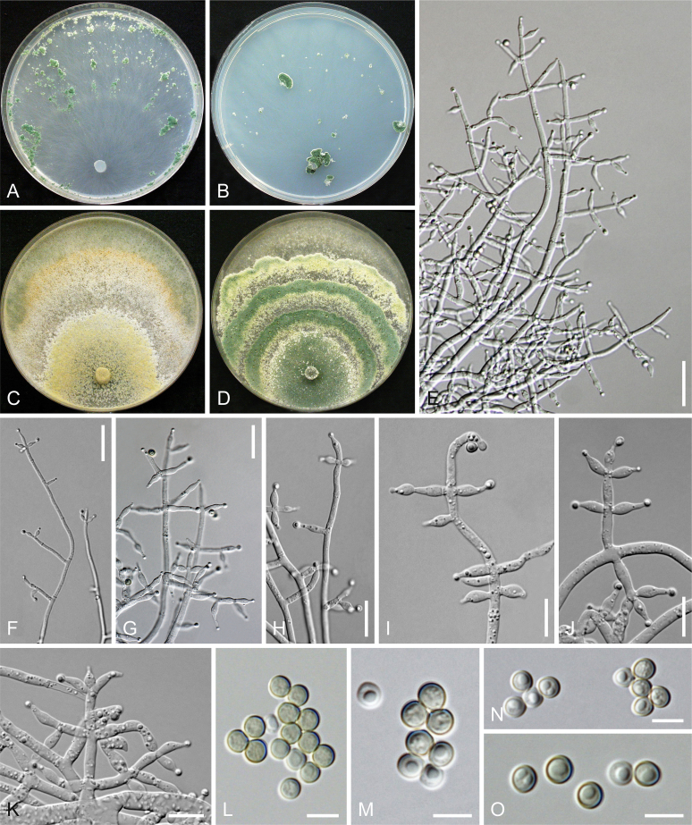 Fig. 21