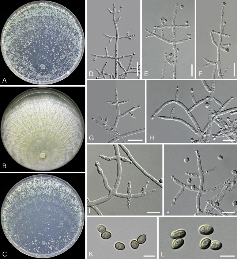 Fig. 20