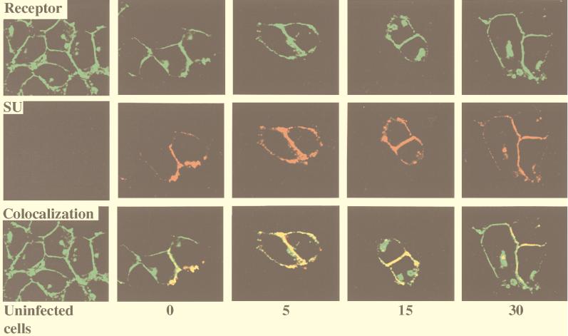 FIG. 5