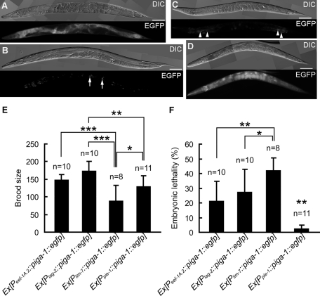 FIGURE 6: