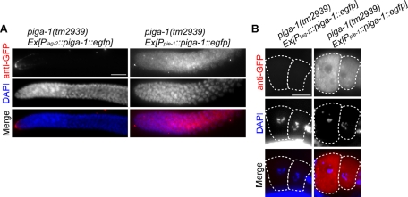 FIGURE 7: