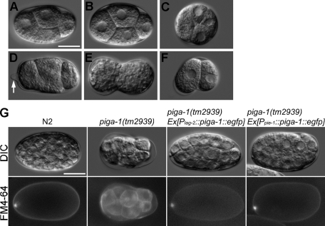 FIGURE 5: