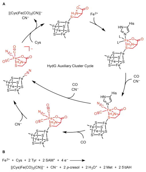 Scheme 5