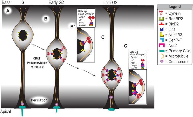 FIGURE 2