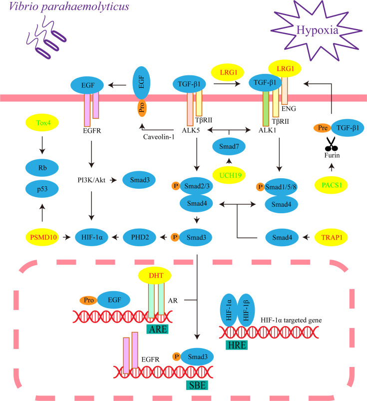 Figure 6