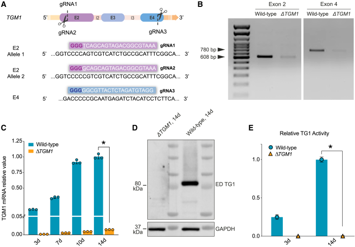 Figure 3