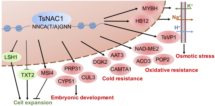 Figure 6.