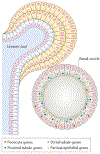 Fig. 6 |