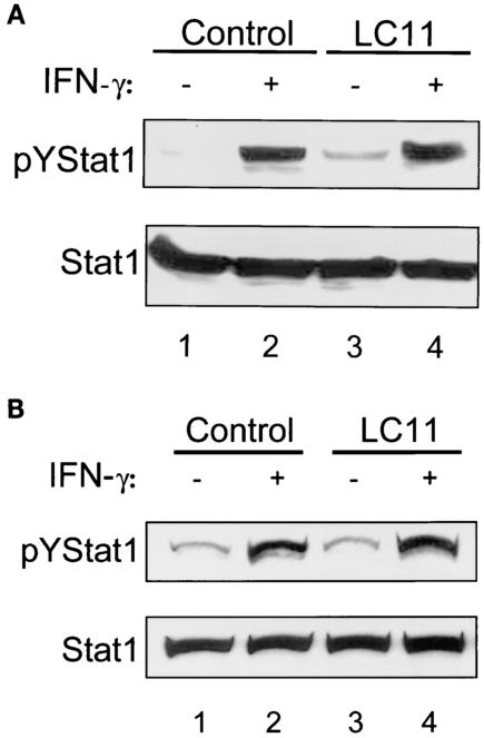 FIG. 8.