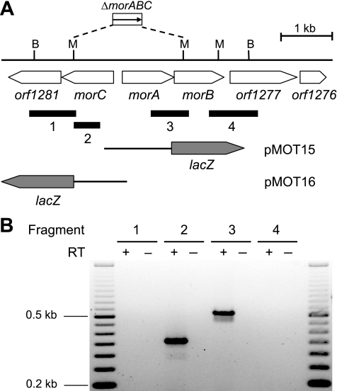 FIG. 2.